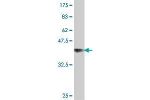 Western Blot detection against Immunogen (36.