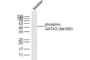 Mouse bladder lysates probed with antibody name Polyclonal Antibody, unconjugated  at 1:300 overnight at 4°C followed by a conjugated secondary antibody at 1:10000 for 60 minutes at 37°C. (GATA3 anticorps  (pSer308))
