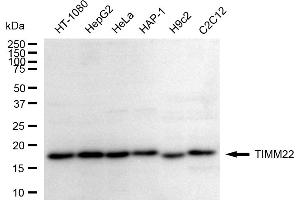 anti-Translocase of Inner Mitochondrial Membrane 22 Homolog (TIMM22) antibody