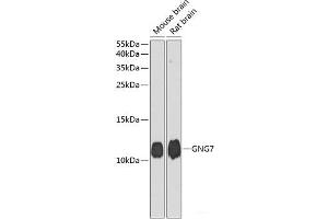 Western blot analysis of extracts of various cell lines using GNG7 Polyclonal Antibody at dilution of 1:1000. (GNG7 anticorps)