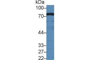 Western blot analysis of Mouse Liver lysate, using Mouse BMPER Antibody (1 µg/ml) and HRP-conjugated Goat Anti-Rabbit antibody ( (BMPER anticorps  (AA 40-298))