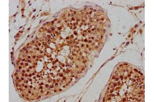 IHC image of ABIN7163060 diluted at 1:300 and staining in paraffin-embedded human testis tissue performed on a Leica BondTM system. (PHF7 anticorps  (AA 277-368))