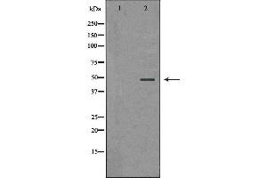 Western blot analysis of extracts of HepG2 , using PSMC5 antibody. (PSMC5 anticorps  (Internal Region))