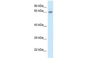 Western Blot showing FAM161A antibody used at a concentration of 1. (FAM161A anticorps  (Middle Region))
