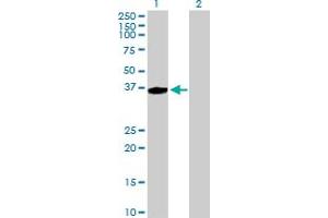 Western Blot analysis of AASDHPPT expression in transfected 293T cell line by AASDHPPT MaxPab polyclonal antibody.