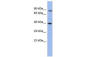WB Suggested Anti-WDR45L  Antibody Titration: 0. (WD Repeat Domain 45B (WDR45B) (Middle Region) anticorps)