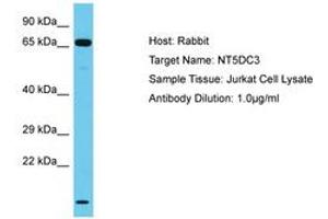 Image no. 1 for anti-5'-Nucleotidase Domain Containing 3 (NT5DC3) (AA 437-486) antibody (ABIN6750612) (NT5DC3 anticorps  (AA 437-486))