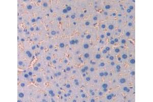 Used in DAB staining on fromalin fixed paraffin- embedded Kidney tissue (CD236/GYPC anticorps  (AA 1-95))