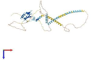 AlphaFold protein structure predicition of Human Recombinant UPF3A Protein, UniprotID Q9H1J1