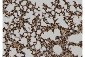 ABIN6277068 at 1/100 staining Mouse lung tissue by IHC-P.