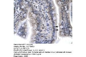 Human Intestine (LEF1 anticorps  (C-Term))