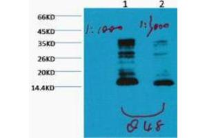 Western Blotting (WB) image for anti-Histone 3 (H3) (H3K79me) antibody (ABIN3181169) (Histone 3 anticorps  (H3K79me))