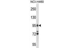 Western Blotting (WB) image for anti-Topoisomerase (DNA) I (TOP1) antibody (ABIN2997609) (Topoisomerase I anticorps)