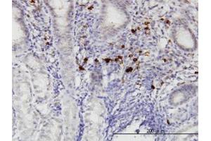 Image no. 1 for anti-RasGEF Domain Family, Member 1C (RASGEF1C) (AA 168-261) antibody (ABIN599341) (RASGEF1C anticorps  (AA 168-261))