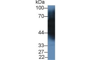 Detection of TF in Porcine Cerebrum lysate using Monoclonal Antibody to Transferrin (TF)