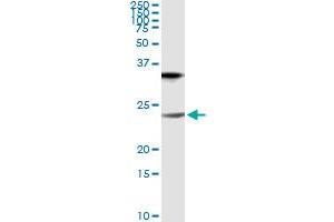 Immunoprecipitation of CLDN1 transfected lysate using anti-CLDN1 monoclonal antibody and Protein A Magnetic Bead , and immunoblotted with CLDN1 MaxPab rabbit polyclonal antibody.