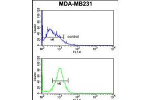 Flow cytometry analysis of MDA-MB231 cells (bottom histogram) compared to a negative control cell (top histogram). (PEX14 anticorps  (C-Term))
