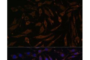 Immunofluorescence analysis of L929 cells using P90RSK Polyclonal Antibody at dilution of 1:100. (RPS6KA3 anticorps)
