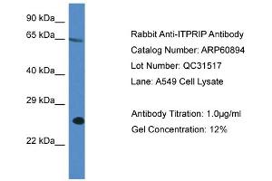 Western Blotting (WB) image for anti-Inositol 1,4,5-Trisphosphate Receptor Interacting Protein (ITPRIP) (C-Term) antibody (ABIN2788618) (ITPRIP anticorps  (C-Term))