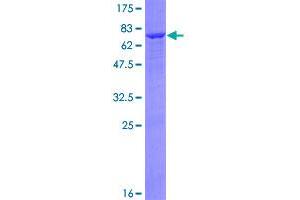 Image no. 1 for Alcohol Dehydrogenase 7 (Class IV), mu Or sigma Polypeptide (ADH7) (AA 1-386) protein (GST tag) (ABIN1305995)