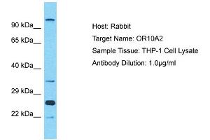 Host: Rabbit Target Name: OR10A2 Sample Type: THP-1 Whole Cell lysates Antibody Dilution: 1. (Olfactory Receptor, Family 10, Subfamily A, Member 2 (OR10A2) (C-Term) anticorps)
