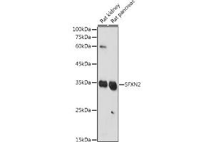 Western blot analysis of extracts of various cell lines, using SFXN2 antibody (ABIN7270295) at 1:1000 dilution. (SFXN2 anticorps  (AA 10-90))