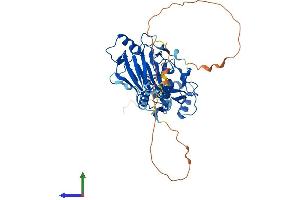 AlphaFold protein structure predicition of Mouse Recombinant Smad1 Protein, UniprotID P70340