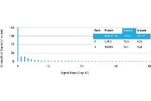 Protein Array (PAr) image for anti-Netrin 1 (NTN1) antibody (ABIN7456159)