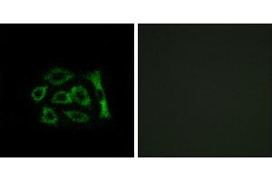 Peptide - +Western blot analysis of extracts from HUVEC cells and COLO cells, using ERD22 antibody.