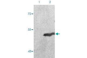 Western blot analysis of Lane 1: 293 cells, Lane 2: serum treated 293 cells with GSK3A (phospho S21) polyclonal antibody  at 1:500-1:1000 dilution. (GSK3 alpha anticorps  (pSer21))