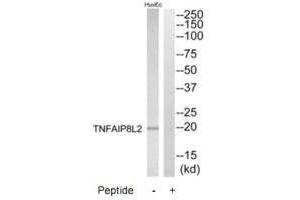 Western blot analysis of extracts from HuvEc cells, using TNFAIP8L2 antibody. (TNFAIP8L2 anticorps)
