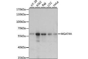 Western blot analysis of extracts of various cell lines, using MGAT4A antibody. (MGAT4A anticorps)