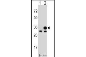 Western blot analysis of VDAC1 (arrow) using rabbit polyclonal VDAC1 Antibody (N-term) (ABIN390563 and ABIN2840893).