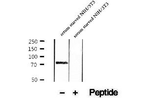 Western blot analysis of extracts of serum starved NIH/3T3 cells, using Phospho-Sin1 (Thr86) Antibody . (MAPKAP1 anticorps  (pThr86))