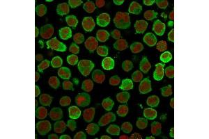 Immunofluorescence Analysis of PFA-fixed K562 cells labeling Calponin using Calponin-1 Mouse Monoclonal Antibody (CALP ) followed by Goat anti-Mouse IgG-CF488 (Green).