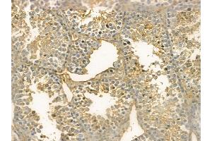 Apc11 Mouse Monoclonal Antibody at 1/100 staining mouse testis tissue by IHC-P. (ANAPC11 anticorps)