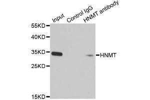 Immunoprecipitation analysis of 200ug extracts of HT-29 cells using 1ug HNMT antibody (ABIN1873063). (HNMT anticorps)