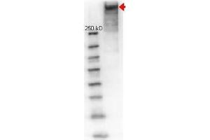 Image no. 1 for anti-Keyhole Limpet Hemocyanin (KLH) antibody (ABIN401183) (KLH anticorps)