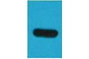 Western Blotting (WB) image for anti-TAP Tag antibody (ABIN3178680) (TAP Tag anticorps)