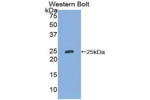 Western Blotting (WB) image for anti-Lipocalin 2 (LCN2) (AA 21-198) antibody (ABIN3206738) (Lipocalin 2 anticorps  (AA 21-198))