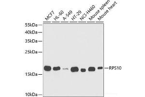 Western blot analysis of extracts of various cell lines using RPS10 Polyclonal Antibody at dilution of 1:1000. (RPS10 anticorps)
