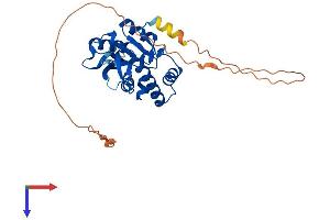 AlphaFold protein structure predicition of Human Recombinant UPRT Protein, UniprotID Q96BW1