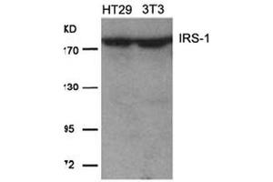 Image no. 2 for anti-Insulin Receptor Substrate 1 (IRS1) (Ser639) antibody (ABIN197469) (IRS1 anticorps  (Ser639))