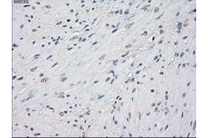 Image no. 11 for anti-Protein Phosphatase 5, Catalytic Subunit (PPP5C) antibody (ABIN1500390)