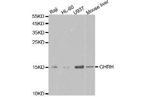 Western Blotting (WB) image for anti-Growth Hormone Releasing Hormone (GHRH) antibody (ABIN1876531) (GHRH anticorps)