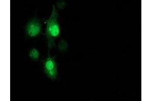 Anti-PNMT mouse monoclonal antibody (ABIN2454519) immunofluorescent staining of COS7 cells transiently transfected by pCMV6-ENTRY PNMT (RC206586). (PNMT anticorps)