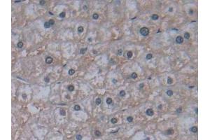 Detection of JAG2 in Human Liver Tissue using Polyclonal Antibody to Jagged 2 Protein (JAG2)