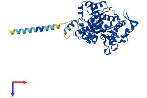 AlphaFold protein structure predicition of Mouse Recombinant Gcnt3 Protein, UniprotID Q5JCT0