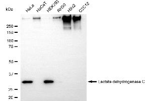 Western blotting analysis using lactate dehydrogenase C antibody (ABIN7799225).