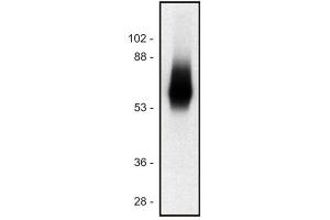 Western blot of human Jurkat T cell line (TRIM anticorps  (Intracellular) (PE))
